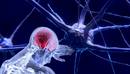 Koronabirusek neuropatogenesirik eragiten ote duten argitu behar da
