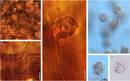 200 milioi urteko protozoo baten fosila kapulu batean babestuta