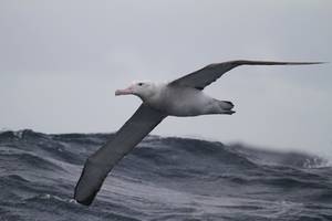 albatrosak-11_740.93387135