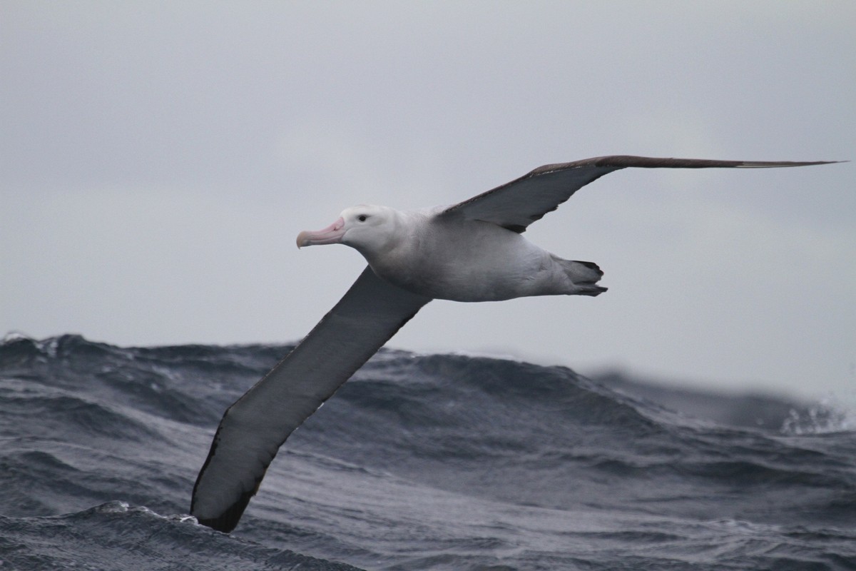 Albatrosak 