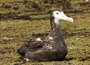 albatrosak-6_457.446433825