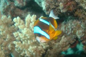 australiako-koral-hesia-6