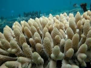 australiako-koral-hesia-8