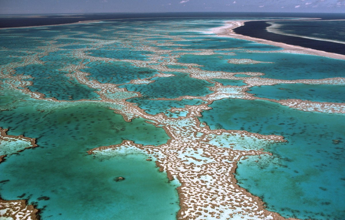 Australiako koral-hesia
