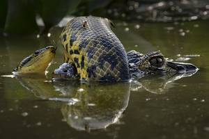 ©Karine Aigner/Wildlife Photographer of the Year 2024