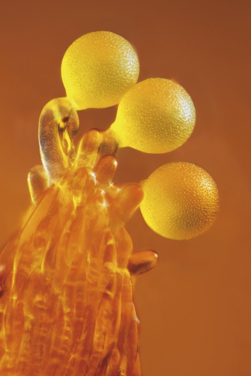 Crocusaren polena eta estigma (x40)