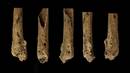 Anputazio baten frogarik zaharrena aurkitu dute duela 31000 urteko eskeleto batean
