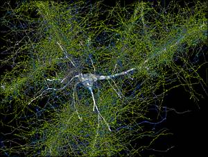 Irudiak: Google Research eta Lichtman Lab (Harvard Unibertsitatea). Irudikatzeak: D. Berger (Harvard Unibertsitatea).