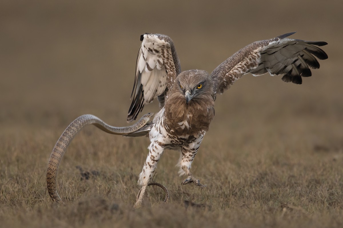 Sugea vs. arranoa (Snake Versus Eagle)