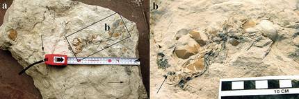 duela-18-milioi-urteko-habia-fosila-aurkitu-dute-n
