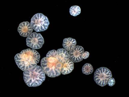 koralen-enbrioiak-gai-dira-klonak-sortzeko