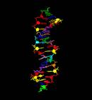 Zortzi letrako DNA sortu dute