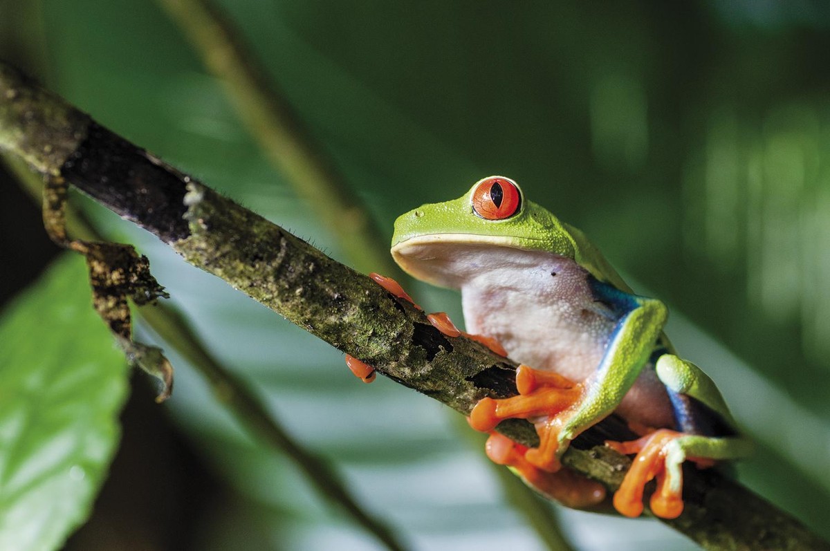 Costa Ricako fauna gertutik 