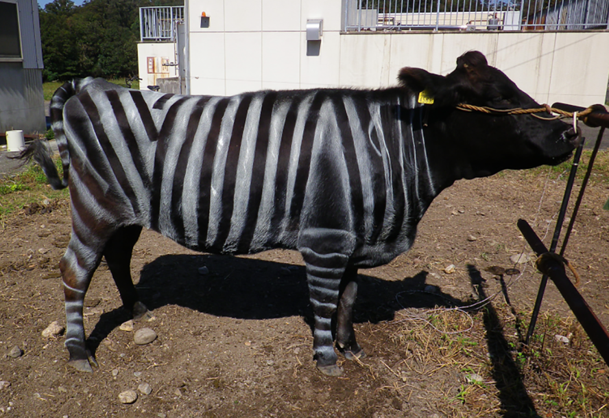 zebra-itxurako-marrak-intsektuekiko-babes