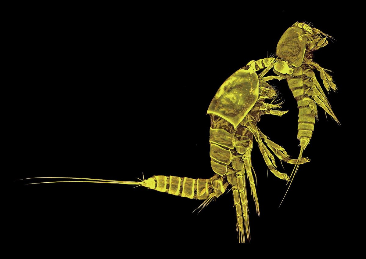 Tigriopus californicus kopepodo-bikotea (x10)