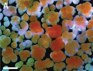 Koralen enbrioiak IV