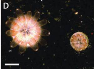 Koralen enbrioiak VI