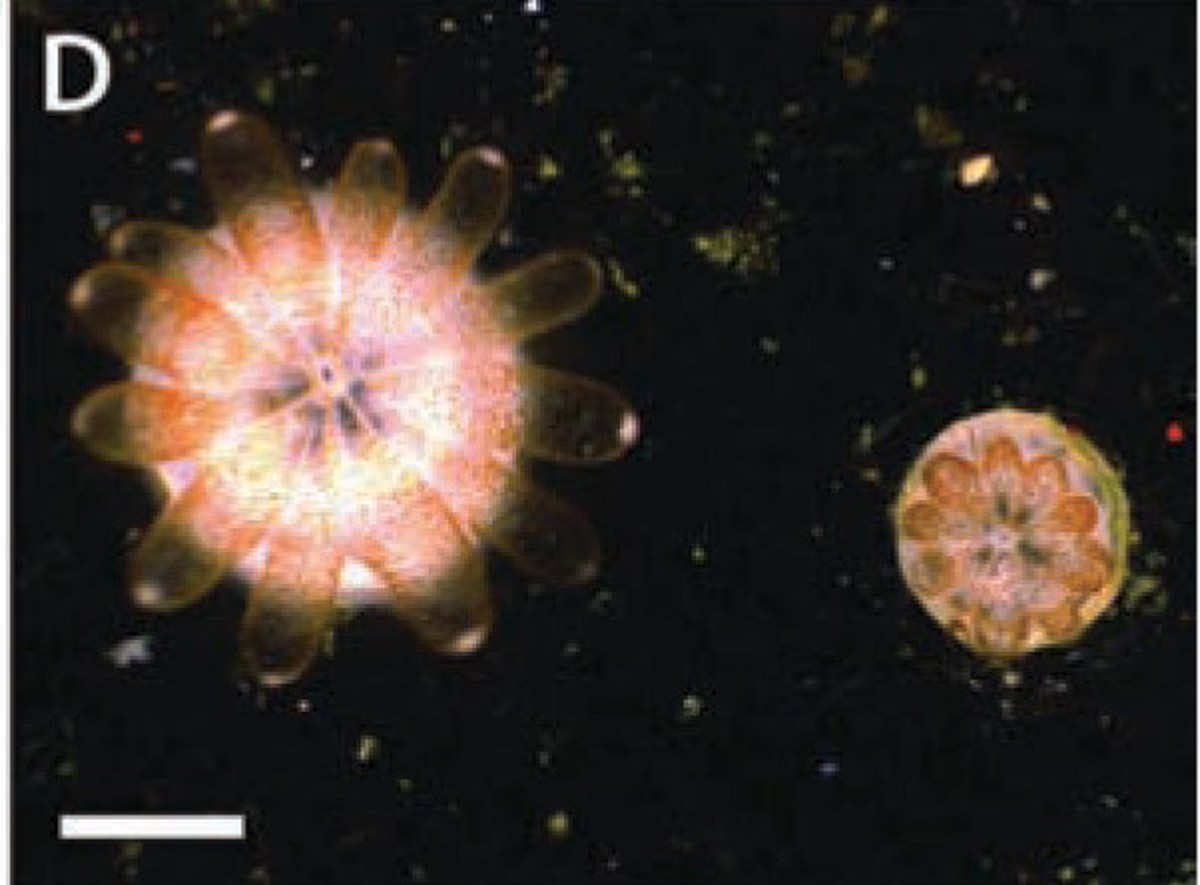 Koralen enbrioiak