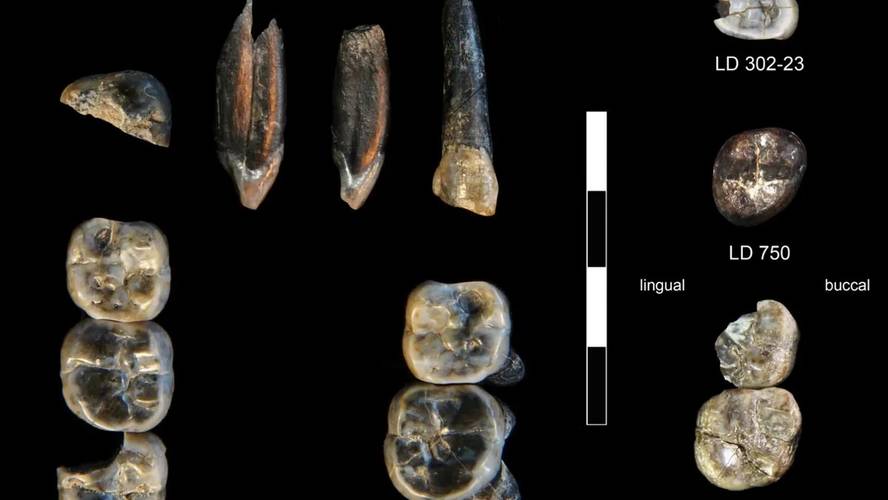 australopitekoak-eta-homoak-garai-eta-leku-berean