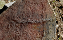 Duela 550 milioi urteko animalia mugikor eta bilateral baten fosila aurkitu dute