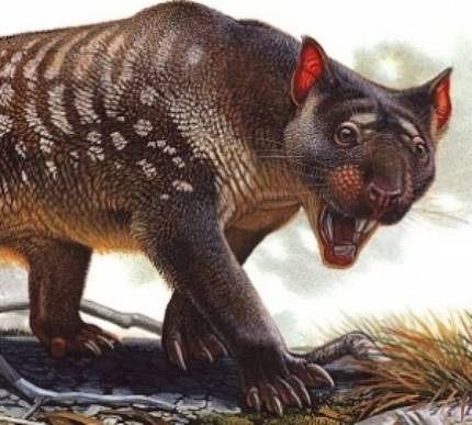 gizakia-ez-zen-izan-australiako-megafauna-desagert