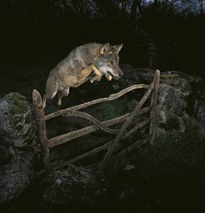 © José Luis Rodríguez/Veolia Environment Wildlife Photographer of the Year 2009
