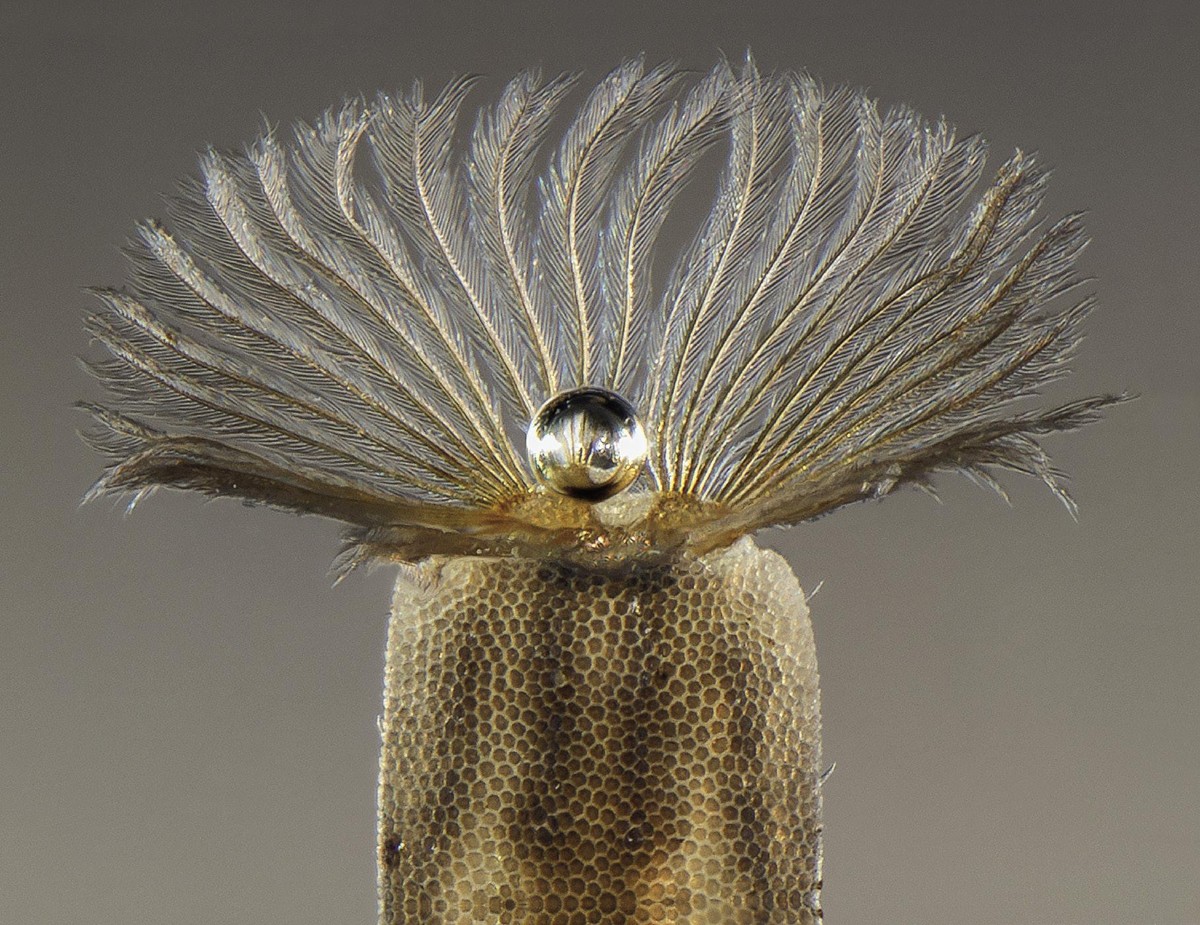 Airezko perla eta Stratiomyidae respiratory diptero urtarraren larba (x30)
