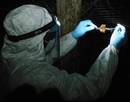 Ebolavirus berri bat detekatu dute ostalari batean, infekzioa gertatu aurretik