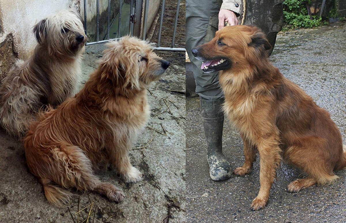 La UPVEHU enquête pour sauver le chien berger basque - ZientziaEus