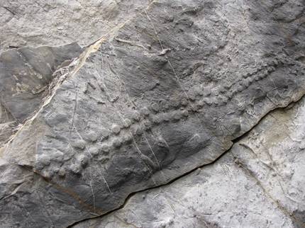 organismo-ezezagun-baten-arrasto-fosila-erreskatat