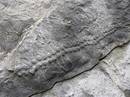 Organismo ezezagun baten arrasto fosila erreskatatu dute Itzurunen 