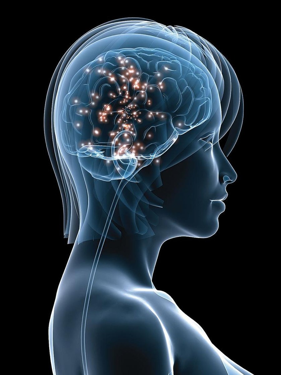 Fundamentos Neurobiológicos Del Placer Sistema De Recompensas Cerebral Zientziaeus 5798
