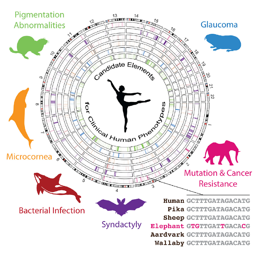 Las Peculiaridades Gen Ticas Del Elefante Y Otros Claves Para Comprender Nuestras Enfermedades